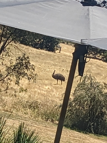 Emu (Dromaius novaehollandiae), photo 5