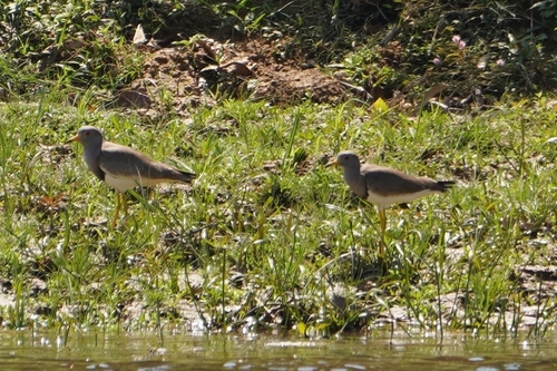 Grey-headed Lapwing (Vanellus cinereus), photo 3