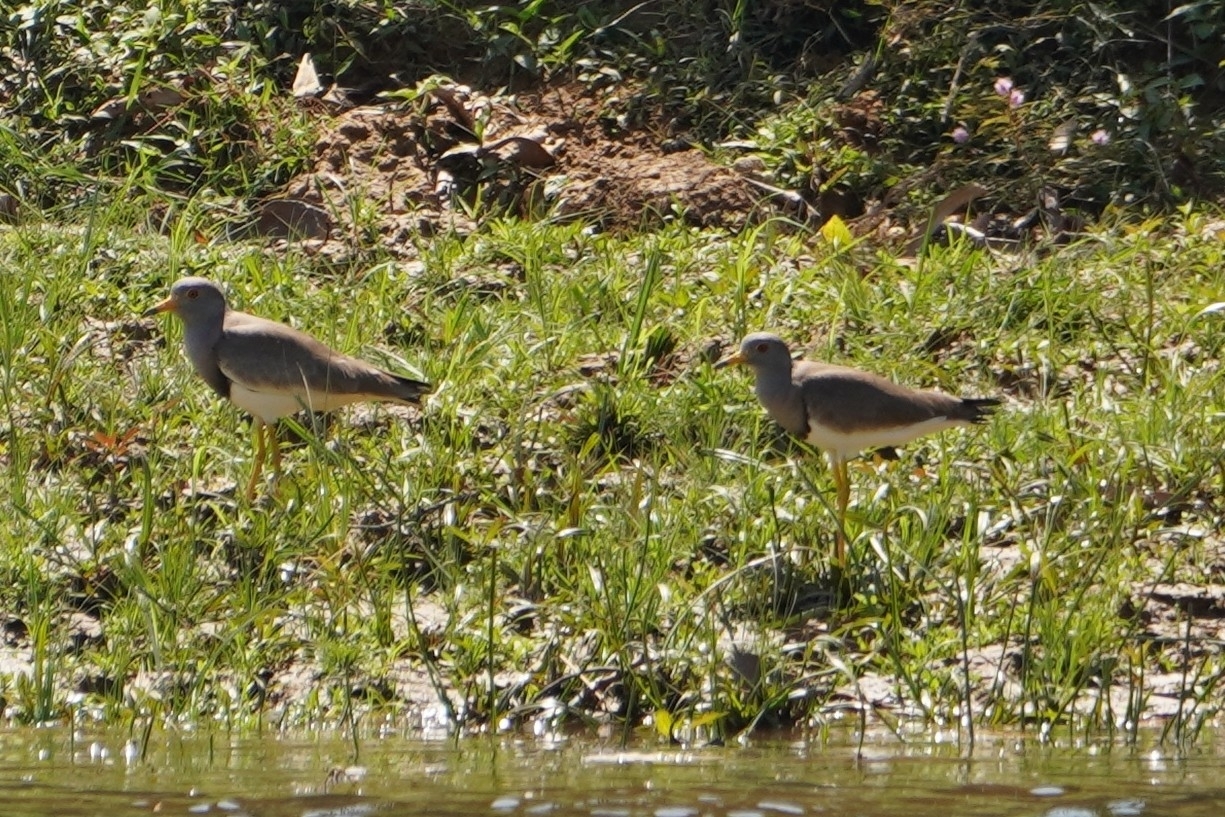 Grey-headed Lapwing (Vanellus cinereus), photo 3