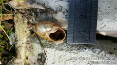 Helminthoglypta hertleini