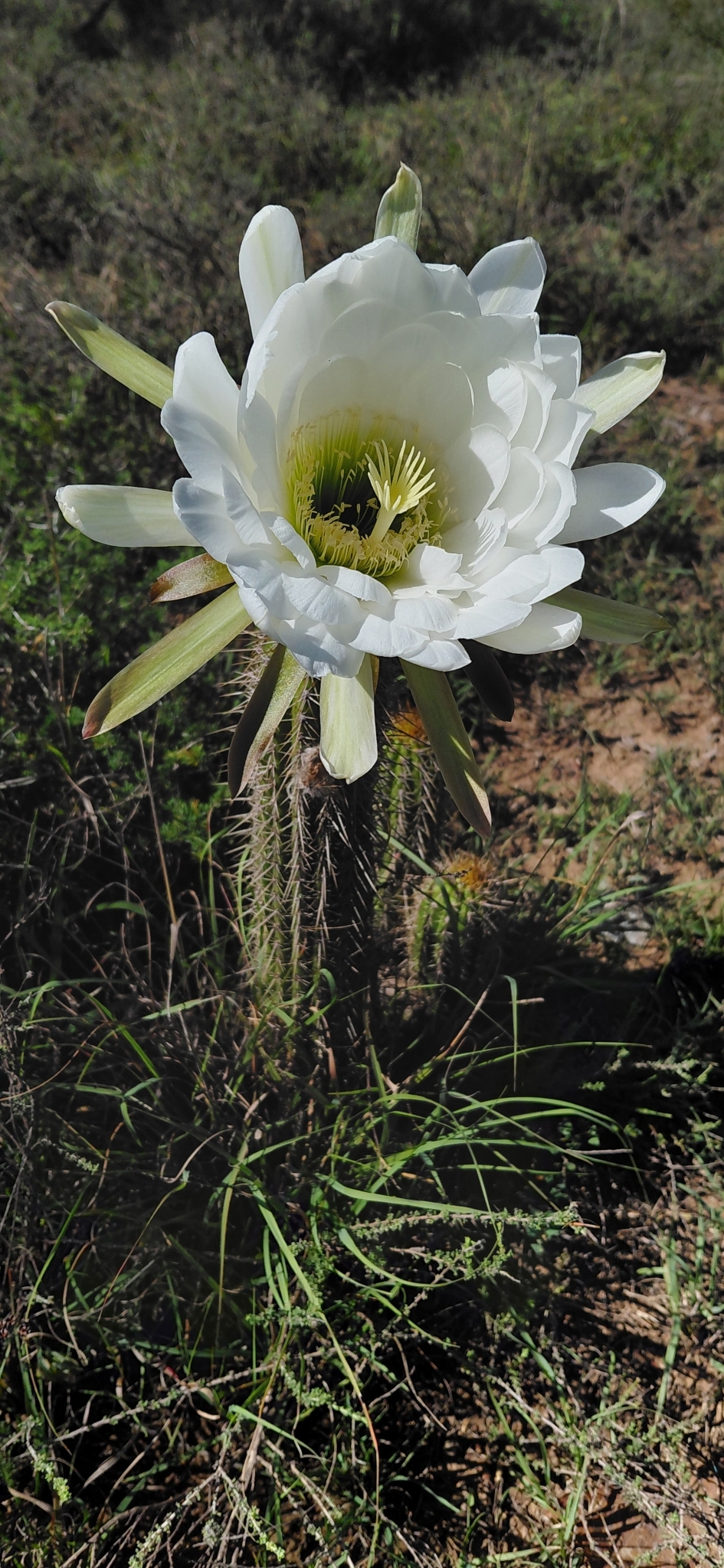 Torch cactus