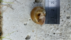 Helminthoglypta hertleini