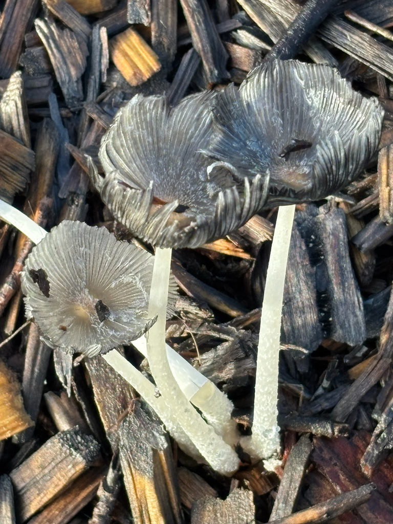 Coprinopsis lagopus · January 2026 · photo: © laiet17 (iNaturalist, CC)