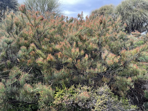 Allocasuarina crassa (Allocasuarina crassa)