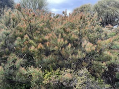 Scrub She-oak (Allocasuarina crassa)
