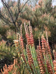 Daniel Falster, CC BY, iNaturalist via GBIF Allocasuarina crassa, photograph Daniel Falster, CC BY, iNaturalist via GBIF