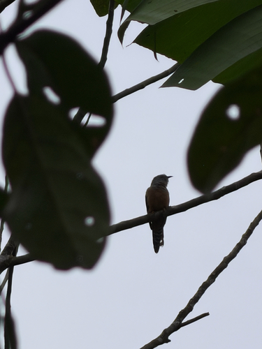Plaintive Cuckoo (Cacomantis merulinus)