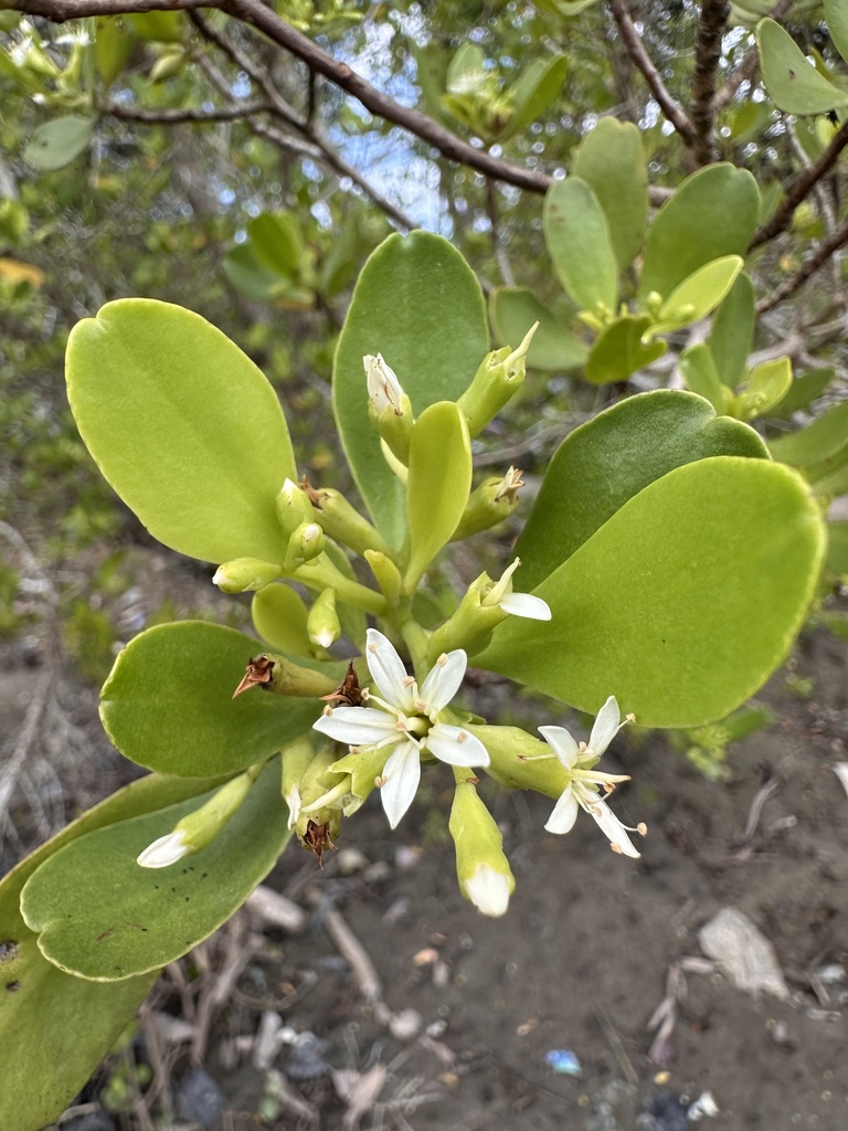 White-flowered black mangrove (Lumnitzera racemosa)