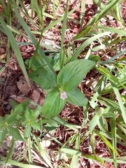 Spigelia