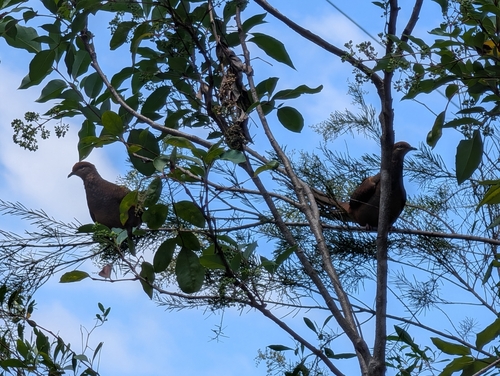 Brown Cuckoo-Dove (Macropygia phasianella), photo 4