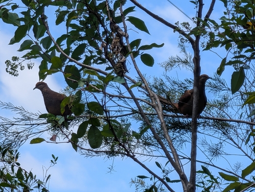 Brown Cuckoo-Dove (Macropygia phasianella), photo 5