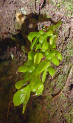 Tmesipteris lanceolata