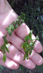 Tmesipteris lanceolata