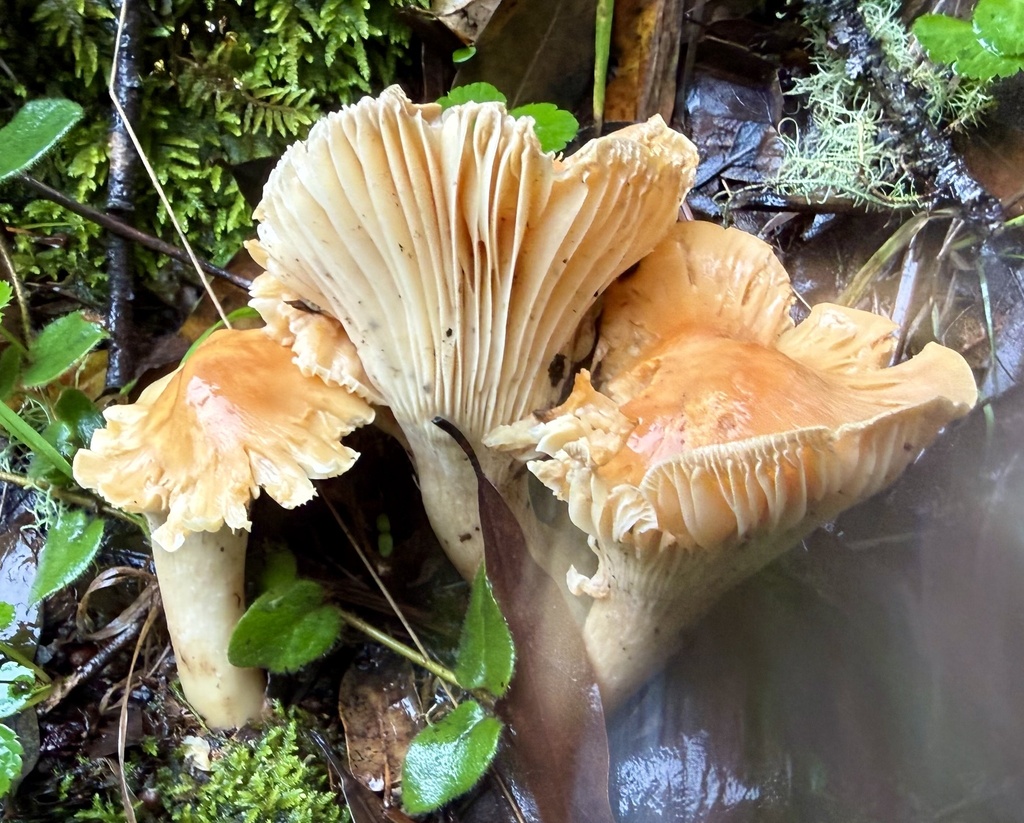 Cuphophyllus pratensis · January 2026 · photo: © hllrnnr (iNaturalist, cc0)