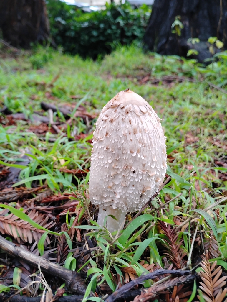 Coprinus comatus · January 2026 · photo: © pholroyd (iNaturalist, cc0)