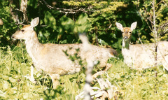 Odocoileus hemionus sitkensis