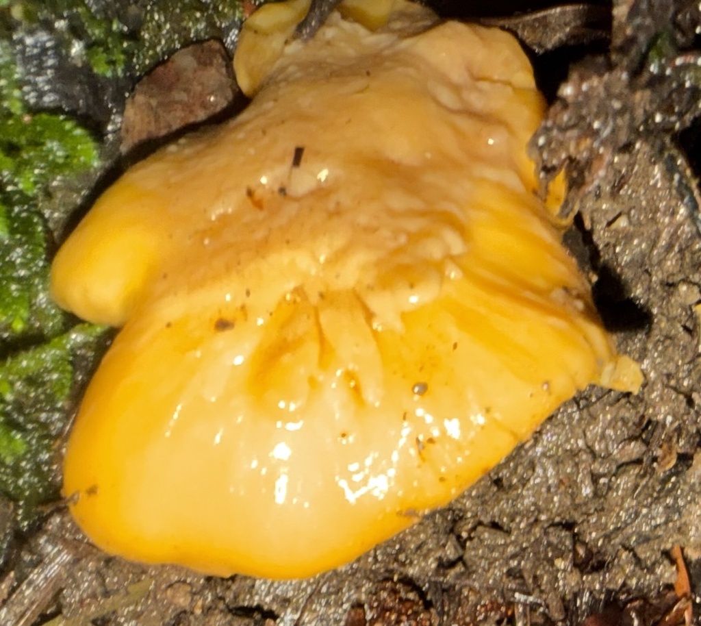Cantharellus californicus · January 2026 · photo: © hllrnnr (iNaturalist, cc0)