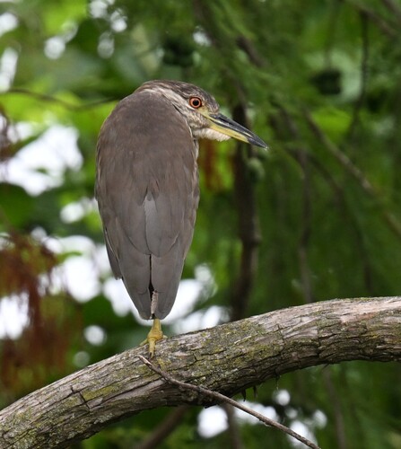 Black-crowned Night Heron photographed in Missouri