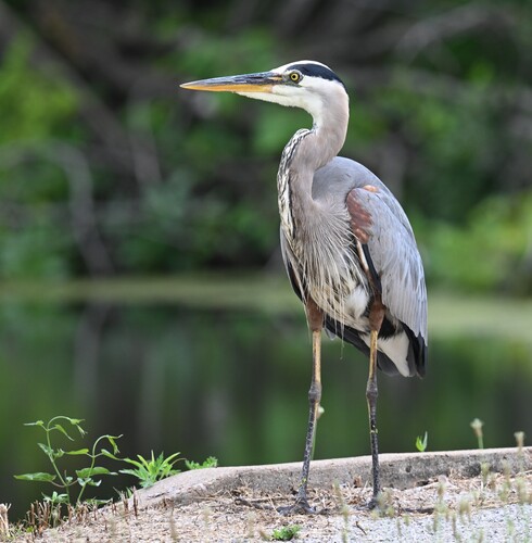 Great Blue Heron photographed in Missouri