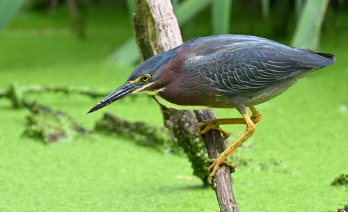 Green Heron photographed in Missouri