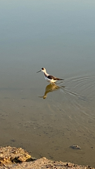 Himantopus himantopus