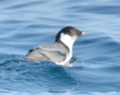 Synthliboramphus antiquus