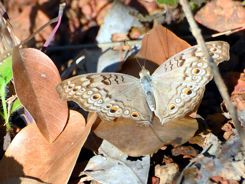 Grey Pansy