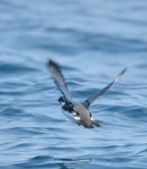 Synthliboramphus antiquus