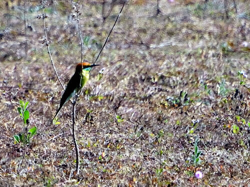 Asian Green Bee-eater