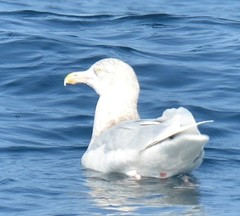 Larus hyperboreus
