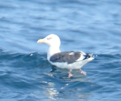Larus schistisagus