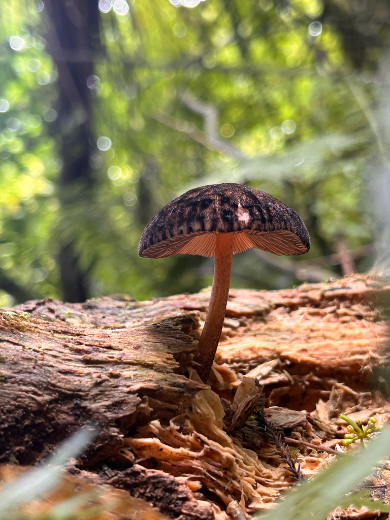 Pluteus perroseus · January 2026 · photo: © naomipw (iNaturalist, cc-by)