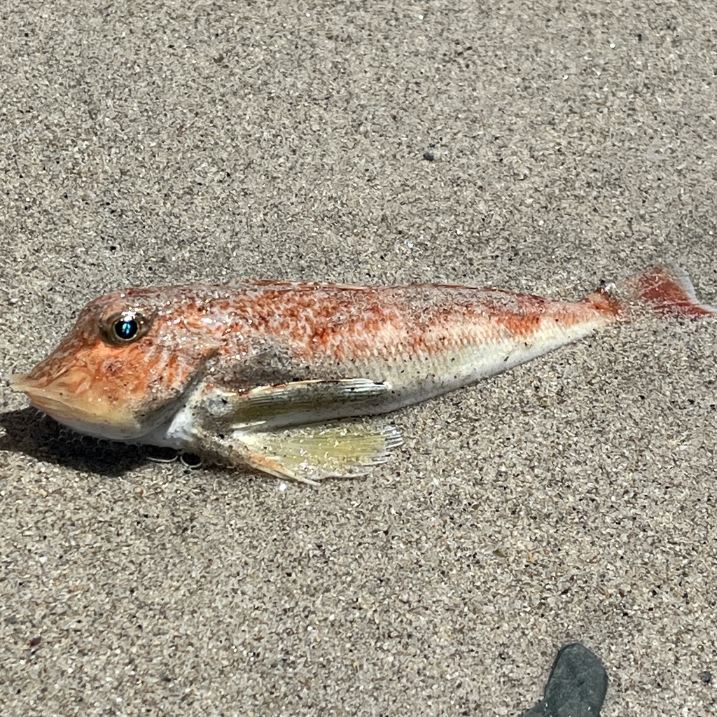 Bight gurnard (Lepidotrigla vanessa) — Triglidae