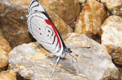 Diaethria anna
