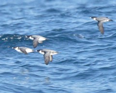 Synthliboramphus antiquus