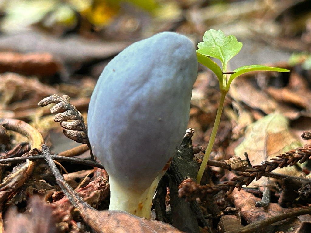 Clavogaster virescens · January 2026 · photo: © naomipw (iNaturalist, cc-by)