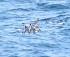 Synthliboramphus antiquus