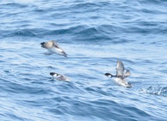 Synthliboramphus antiquus