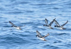 Synthliboramphus antiquus