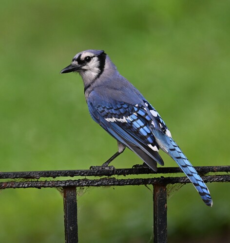 Blue Jay photographed in Missouri
