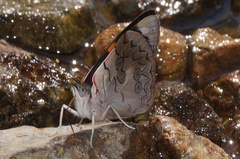 Diaethria pandama
