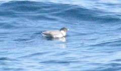 Synthliboramphus antiquus