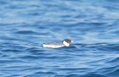 Synthliboramphus antiquus