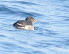 Cerorhinca monocerata