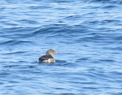 Cerorhinca monocerata