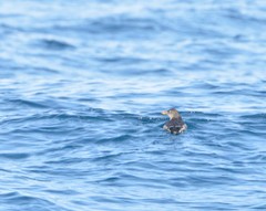 Cerorhinca monocerata