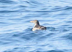 Cerorhinca monocerata