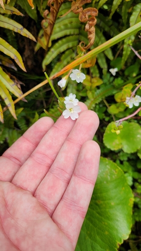 Epilobium chlorifolium (Epilobium chlorifolium)