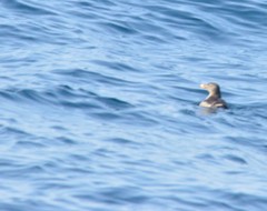 Cerorhinca monocerata