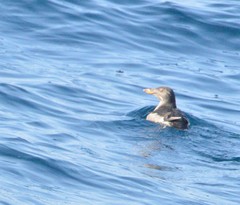 Cerorhinca monocerata